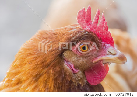 Hen staring because she is curious Hen staring because she is curious 90727012