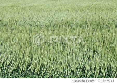Barley growing and upland farming 90727041