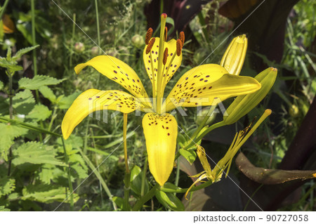 A single Yellow Star Tiger Lily flower in the garden in spring 90727058
