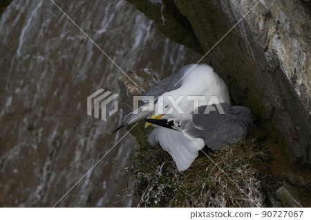 Kittiwake preening Kittiwake preening 90727067