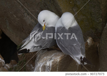 Kittiwake preening Kittiwake preening 90727073