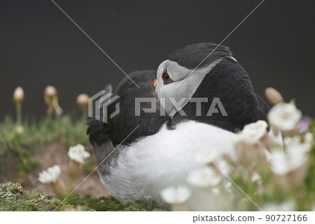 Puffin Puffin 90727166