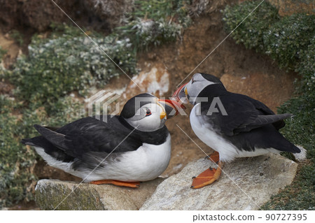 Two Atlantic puffins 90727395