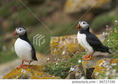 Two Atlantic puffins Two Atlantic puffins 90727396