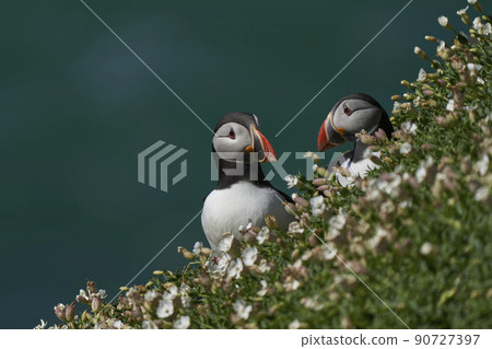 Two Atlantic puffins Two Atlantic puffins 90727397