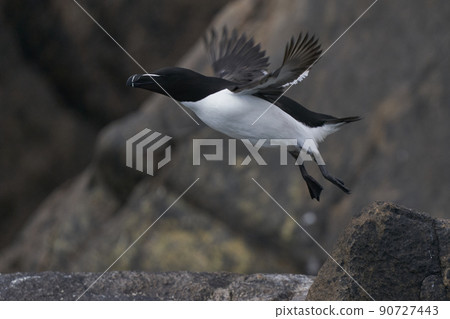 Razorbill taking off Razorbill taking off 90727443