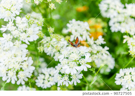 Orlea · White Race Orlea · White Race 90727505