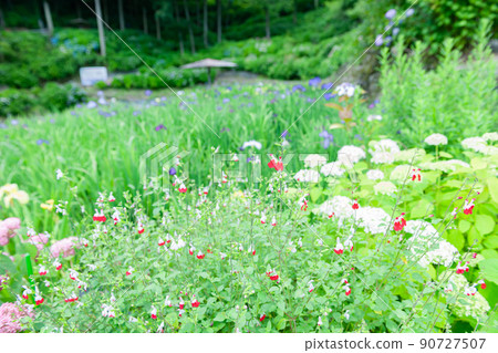 Cherry sage 90727507