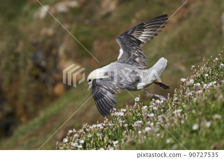 Fulmar in flight Fulmar in flight 90727535