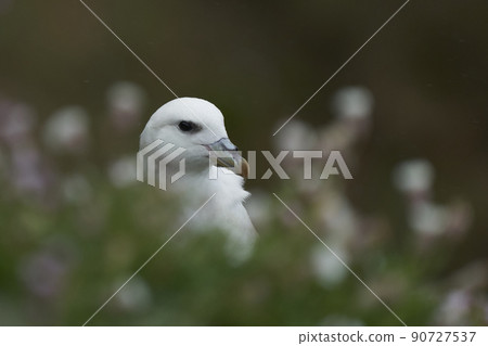 Fulmar Fulmar 90727537