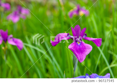 Iris Iris 90727545
