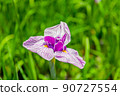 Iris 90727554
