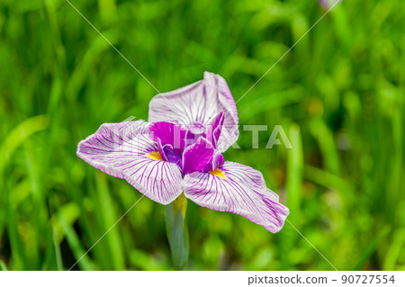 Iris 90727554