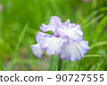 Iris 90727555