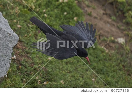 Chough in flight Chough in flight 90727556