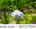 Iris 90727569