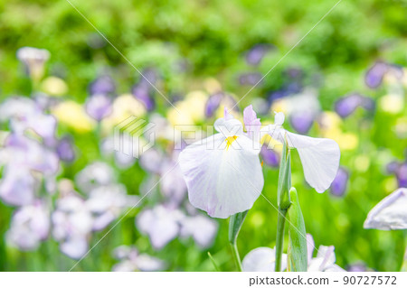鳶尾花 鳶尾花 90727572