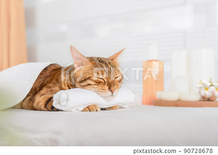 Bengal cat with body massage in spa. 90728678
