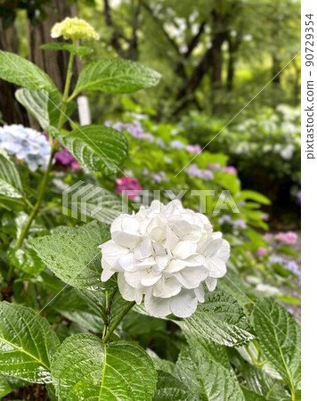Hydrangea white Hydrangea white 90729354
