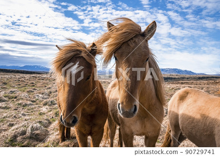 Close-up of Icelandic horses standing on grassy field in valley against blue sky 90729741