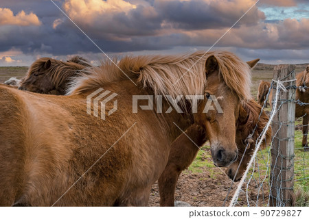Close-up of beautiful brown Icelandic horses standing near fence at sunset 90729827