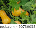 Orange ripe pumpkins on the bed close-up 90730038