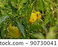 Yellow bell pepper grows on the bed, spoiled by insect pests, on one pepper sits a beetle 90730041