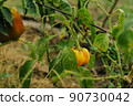Gardening, cultivation of bell peppers on your own land plot 90730042