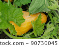 Gardening and farming, a small orange gourd ripens in a bed among the tops and leaves by Halloween. 90730045