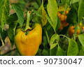 Gardening, growing yellow bell peppers, a pest beetle sits on it  90730047