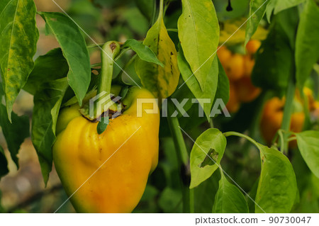 Gardening, growing yellow bell peppers, a pest beetle sits on it  90730047