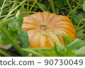A large orange ripe pumpkin lies on a bed, cut off 90730049
