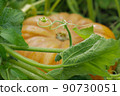Large orange gourd in defocus, in the foreground in focus green melons, leaves 90730051