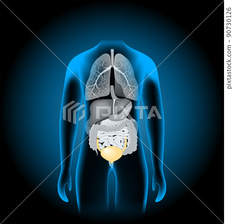 Human internal organs. x-ray blue realistic torso. 90730126