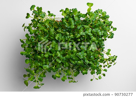 Micro green growing sprouts on white background, top view 90730277