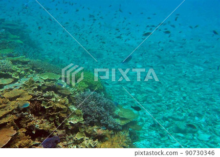 [宮古島] 八重通的珊瑚和魚影 90730346