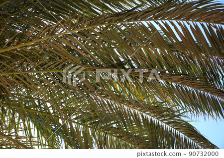 Beautiful green coconut palm trees on tropical beach against blue sky. Summer vacation concept 90732000