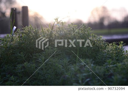 Galiume aparine as a close up in backlight at sunset Galiume aparine as a close up in backlight at sunset 90732094