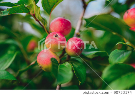 ripe pink or red apple fruits hanging on an apple tree branch in late summer ripe pink or red apple fruits hanging on an apple tree branch in late summer 90733174
