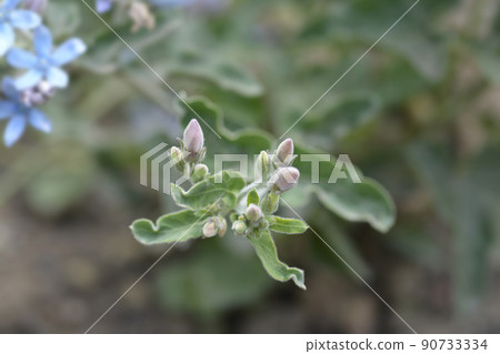 Eastern Blue Star 90733334