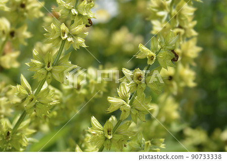 Common sage 90733338