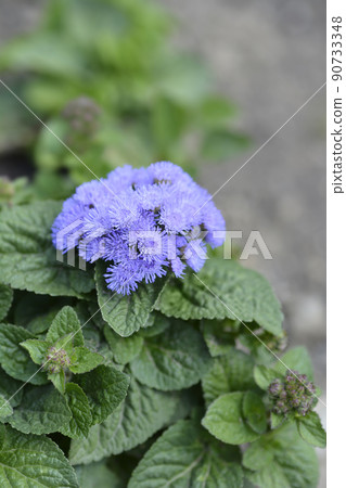 Floss Flower Blue Danube Floss Flower Blue Danube 90733348