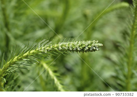 September Glory Gayfeather 90733382