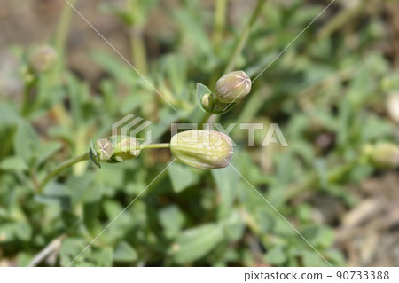 Sea campion 90733388