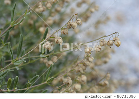 Rock rose Fire Dragon 90733396