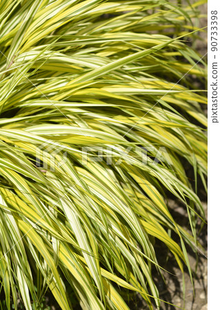 Hakone grass Aureola Hakone grass Aureola 90733398