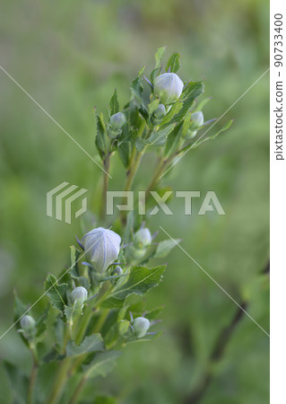 Baloon flower Zwerg Blue 90733400