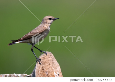 Isabelline Wheatear or Oenanthe isabellina in wild Isabelline Wheatear or Oenanthe isabellina in wild 90733528