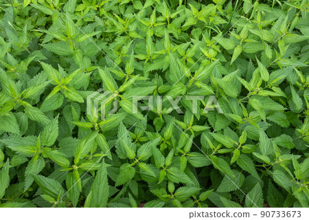 Full frame of a young growing nettle. Full frame of a young growing nettle. 90733673