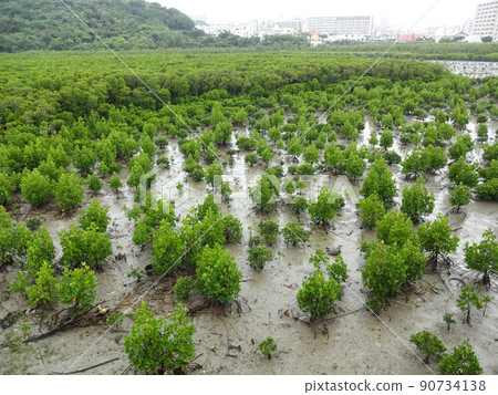 Mangrove, a wetland in Manko, Okinawa Prefecture Mangrove, a wetland in Manko, Okinawa Prefecture 90734138